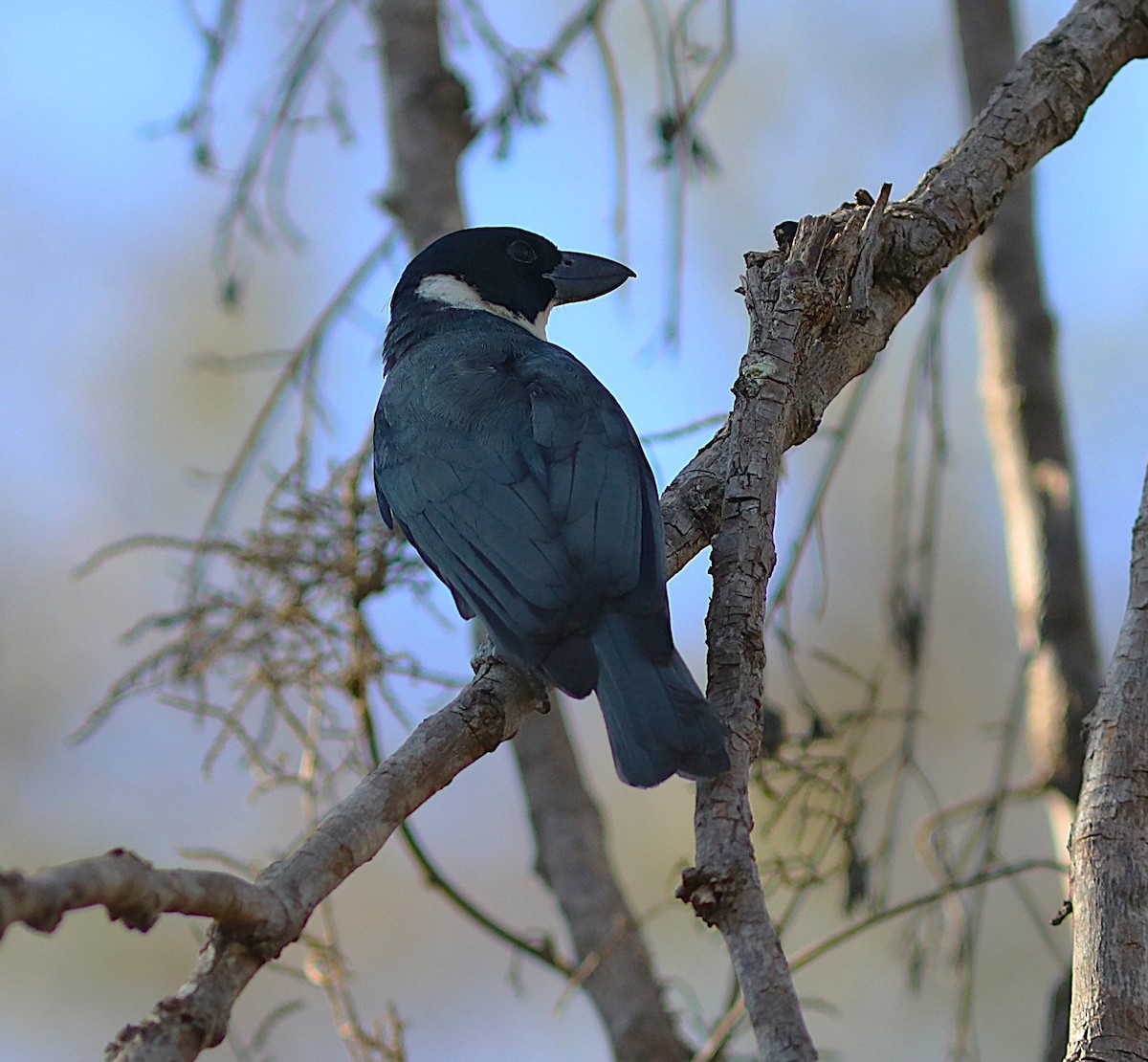 Van Dam's Vanga - ML644223124