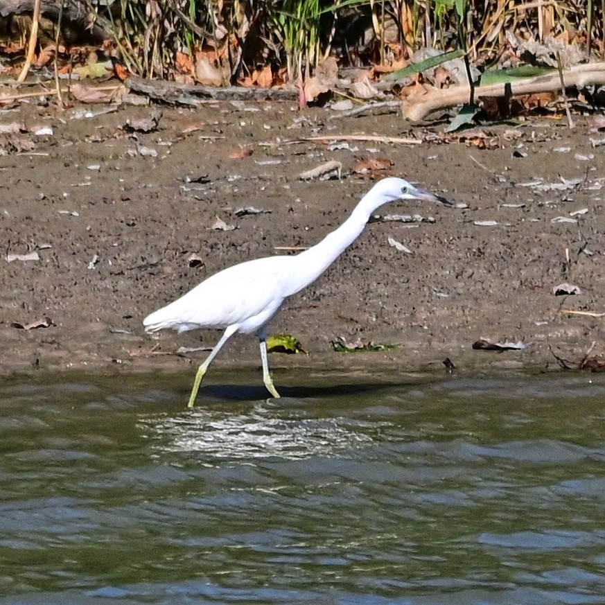 Little Blue Heron - ML644223147