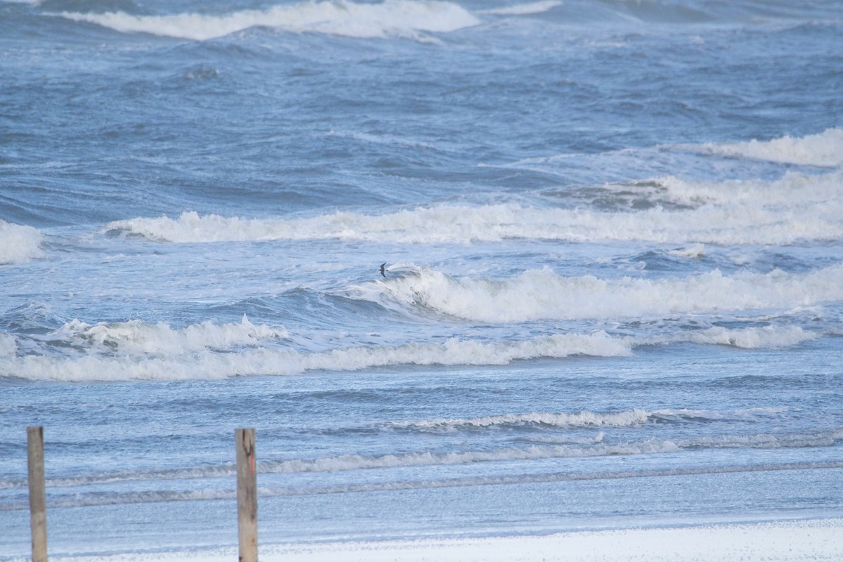 Leach's Storm-Petrel - ML644223148
