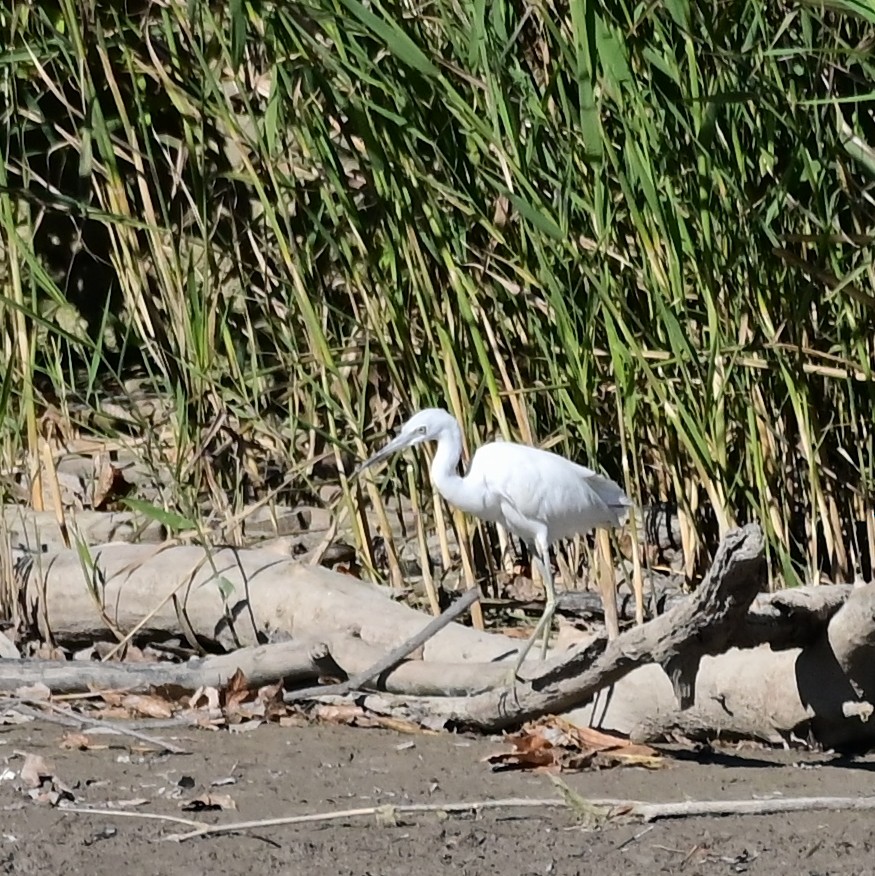 Little Blue Heron - ML644223156