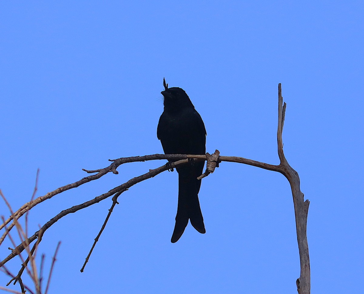 Crested Drongo - ML644223161
