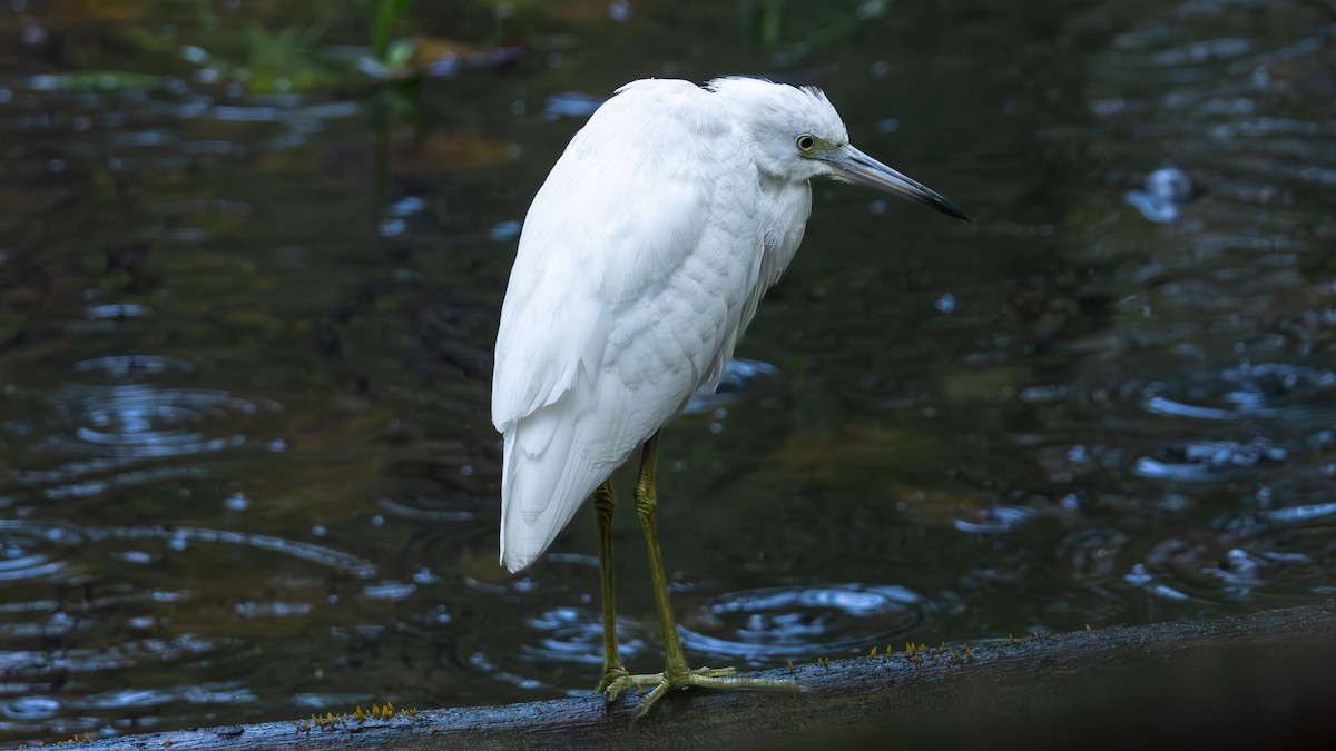 Little Blue Heron - ML644223177
