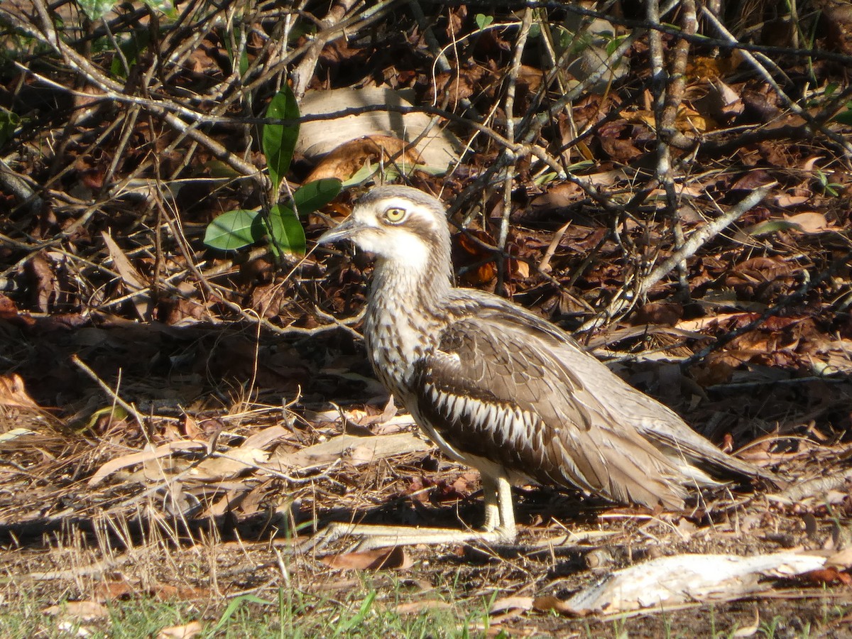 Bush Thick-knee - ML644223199