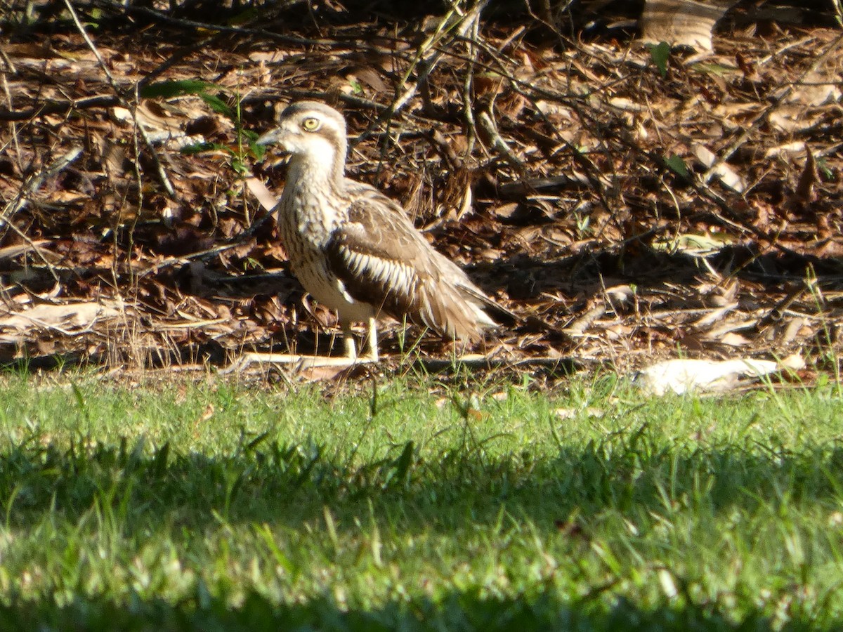 Bush Thick-knee - ML644223200
