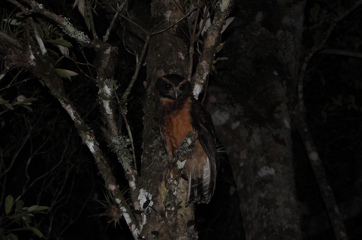 キマユメガネフクロウ - ML644223206