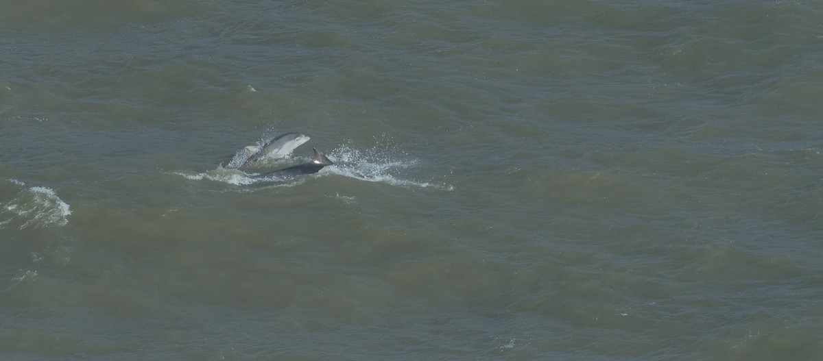 Common Bottlenose Dolphin - ML644223224