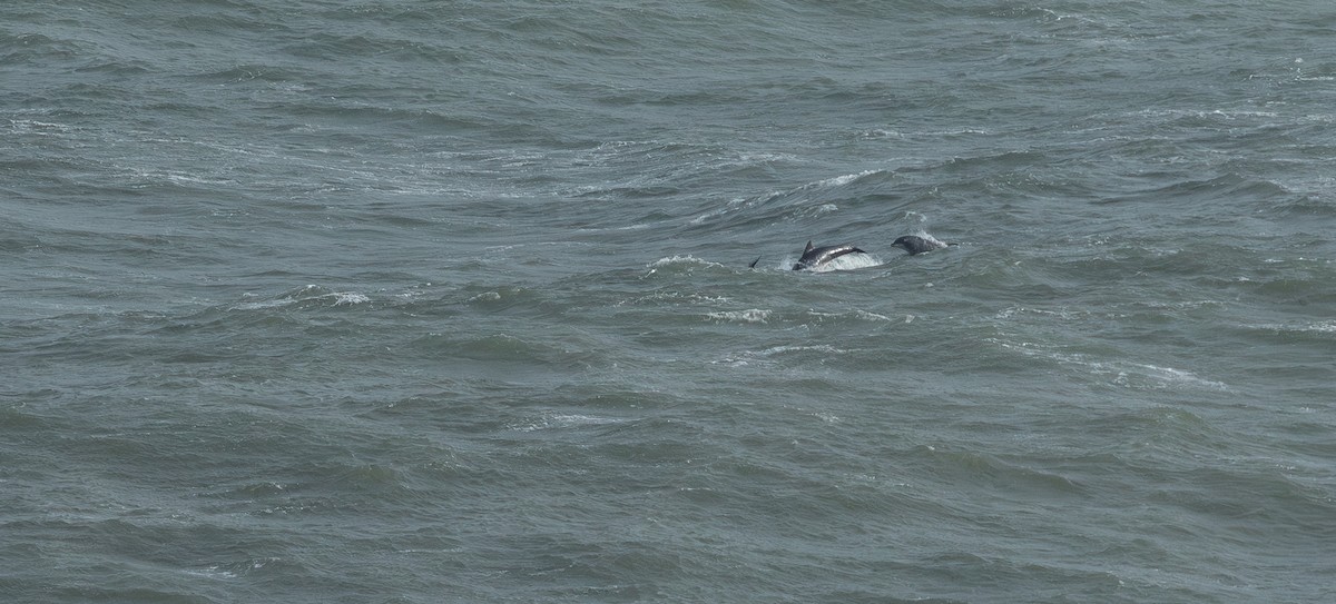 Common Bottlenose Dolphin - ML644223225