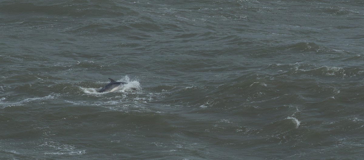 Common Bottlenose Dolphin - ML644223226