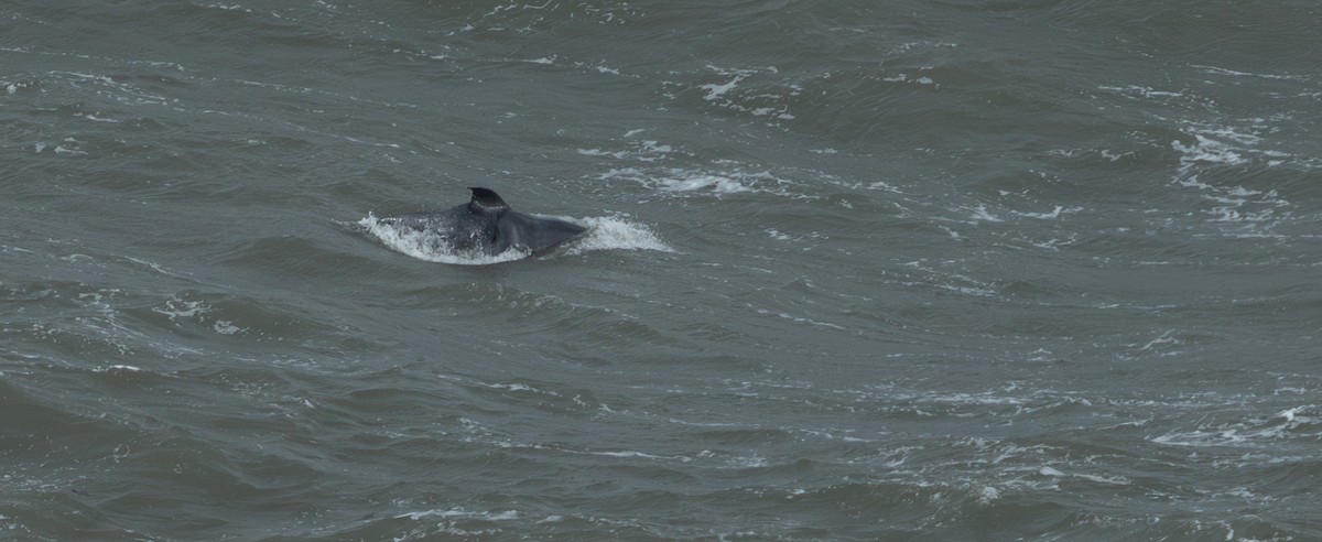 Common Bottlenose Dolphin - ML644223227