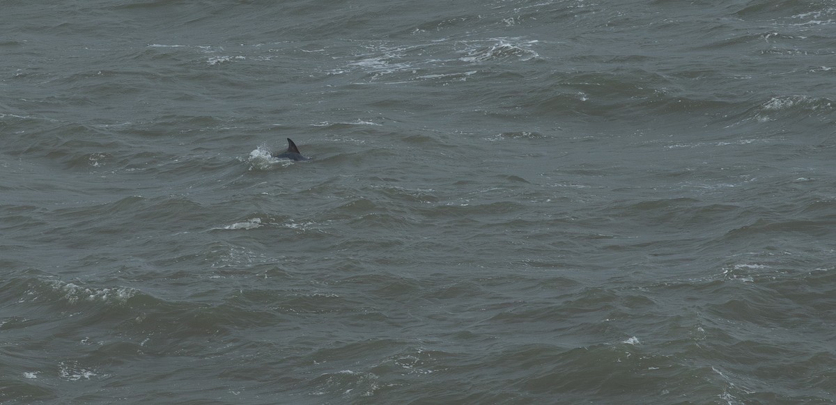 Common Bottlenose Dolphin - ML644223228