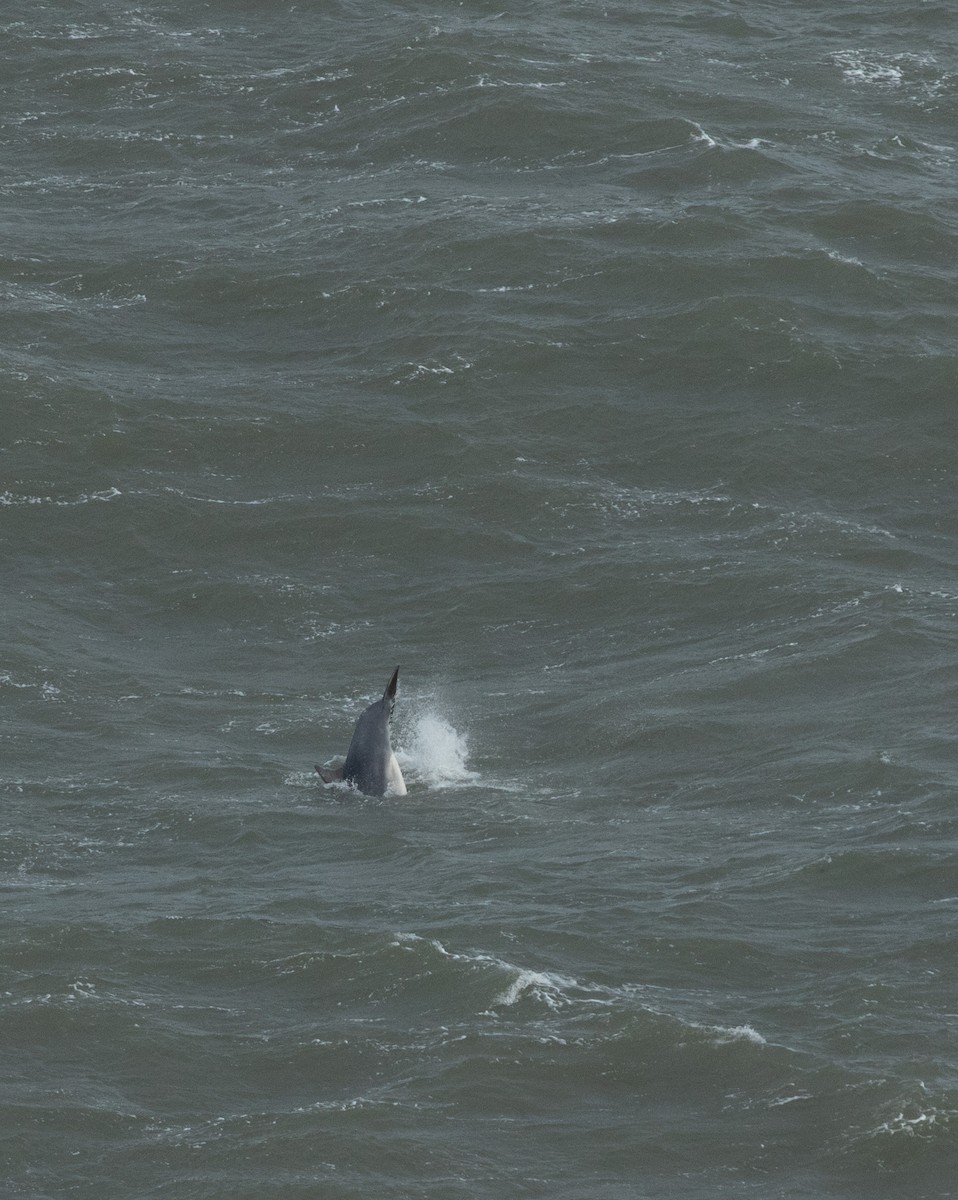 Common Bottlenose Dolphin - ML644223229