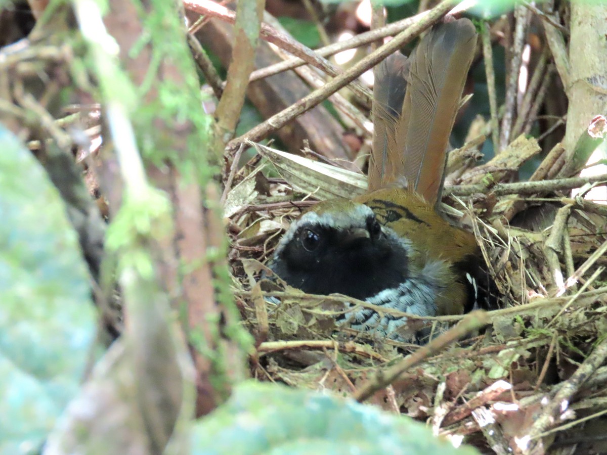 Hormiguero Escamoso - ML644223248