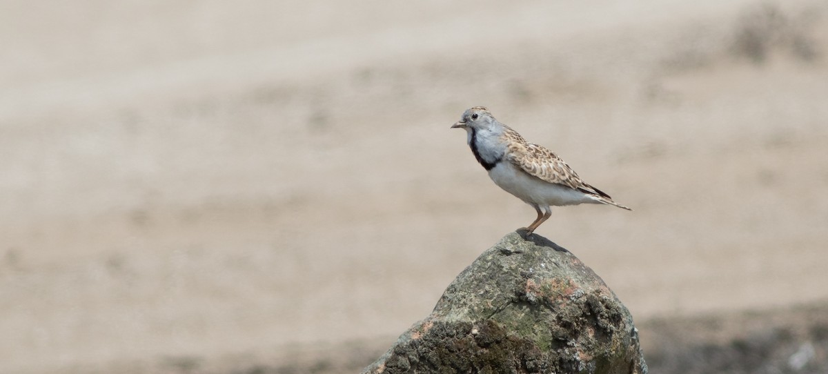 Least Seedsnipe - ML644223253