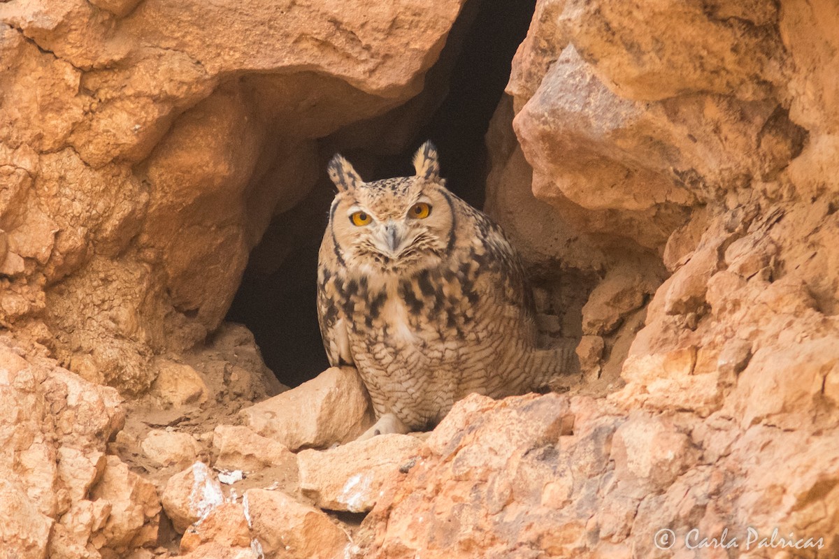 Wüstenuhu - ML644223254