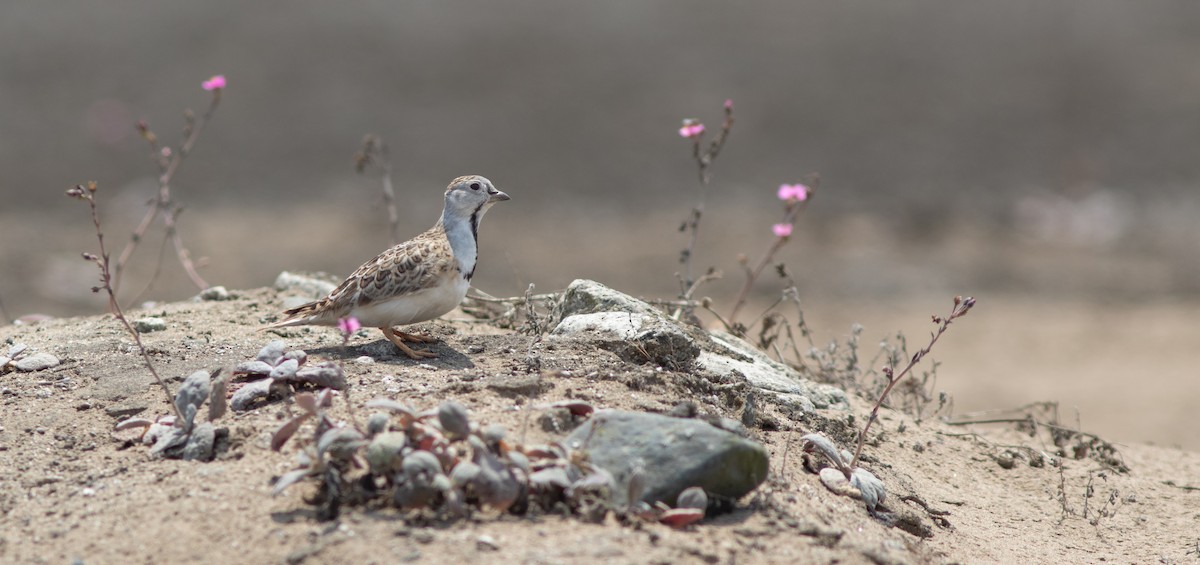 Least Seedsnipe - ML644223256