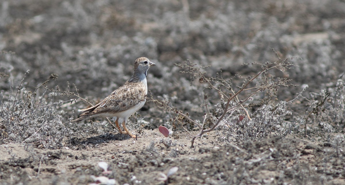 Least Seedsnipe - ML644223258