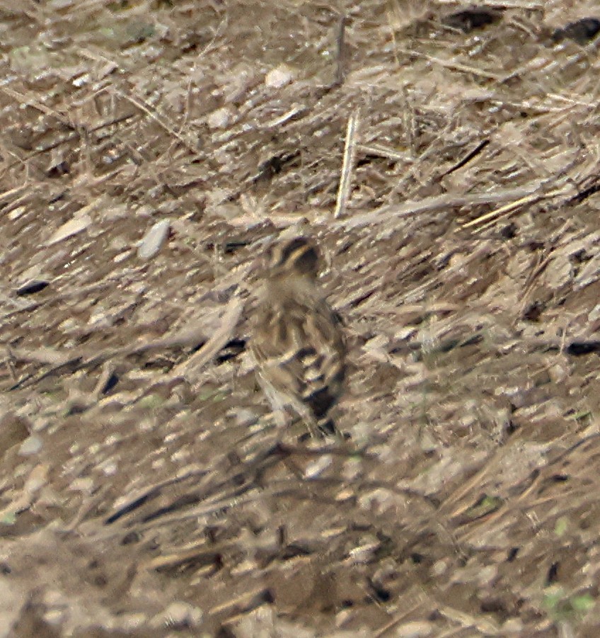 Rock Sparrow - ML644223260