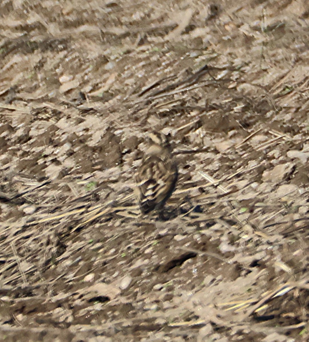 Rock Sparrow - ML644223261