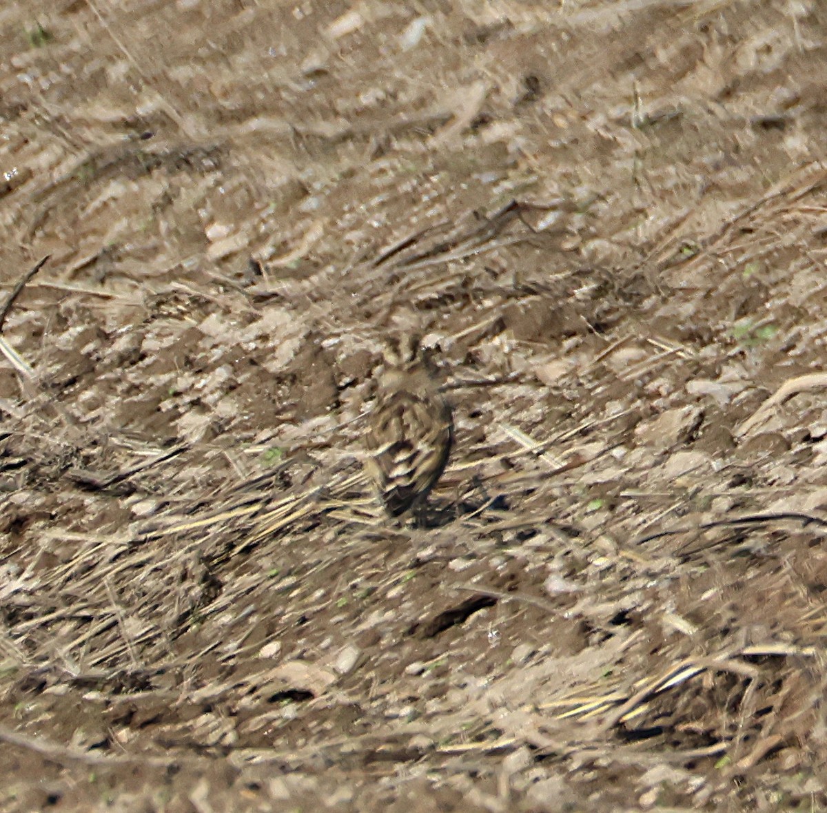 Rock Sparrow - ML644223262