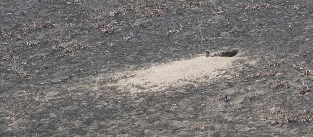 Burrowing Owl - ML644223264