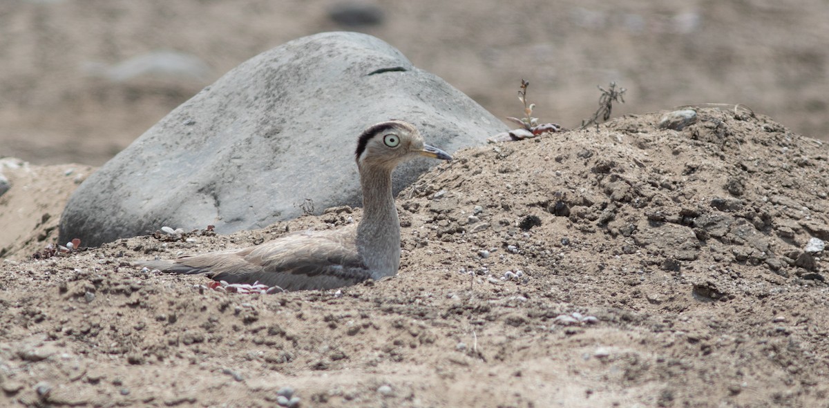 Peruvian Thick-knee - ML644223269
