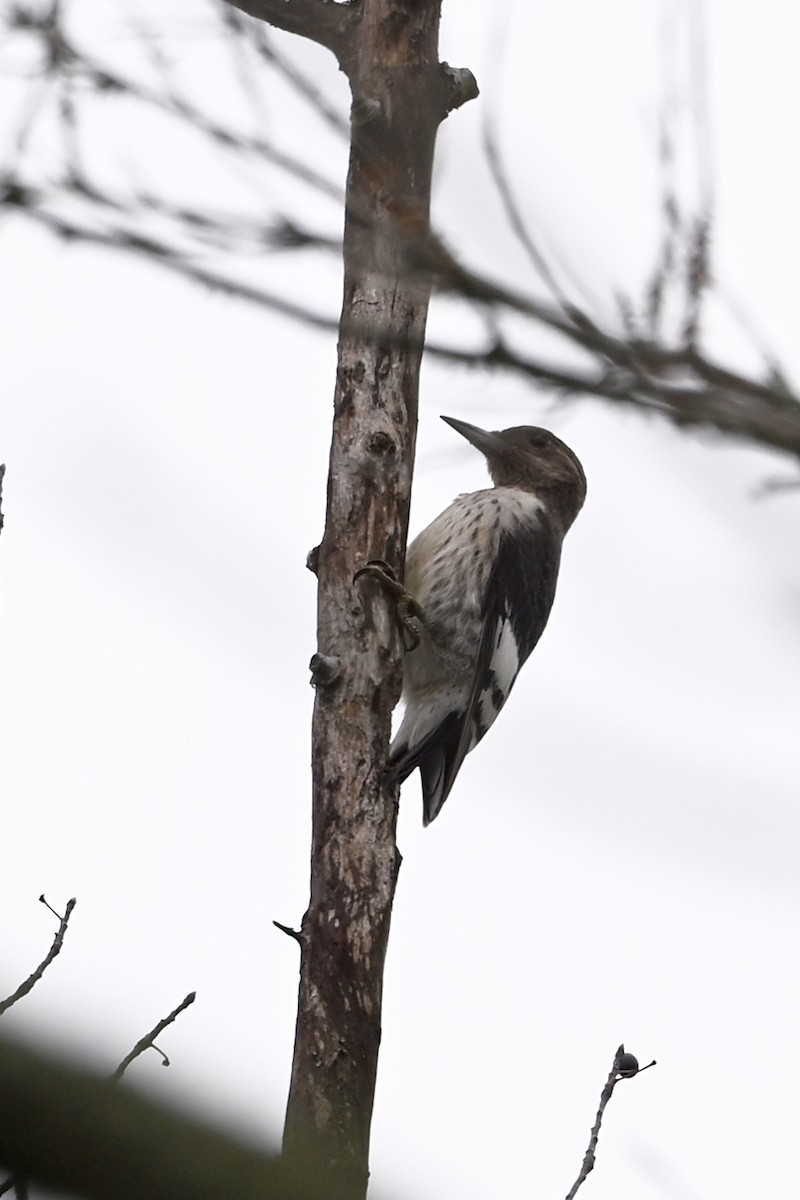 ズアカキツツキ - ML644223273