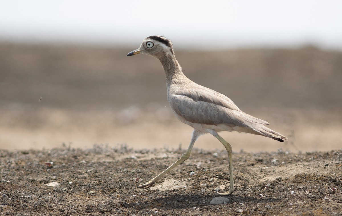 Peruvian Thick-knee - ML644223274