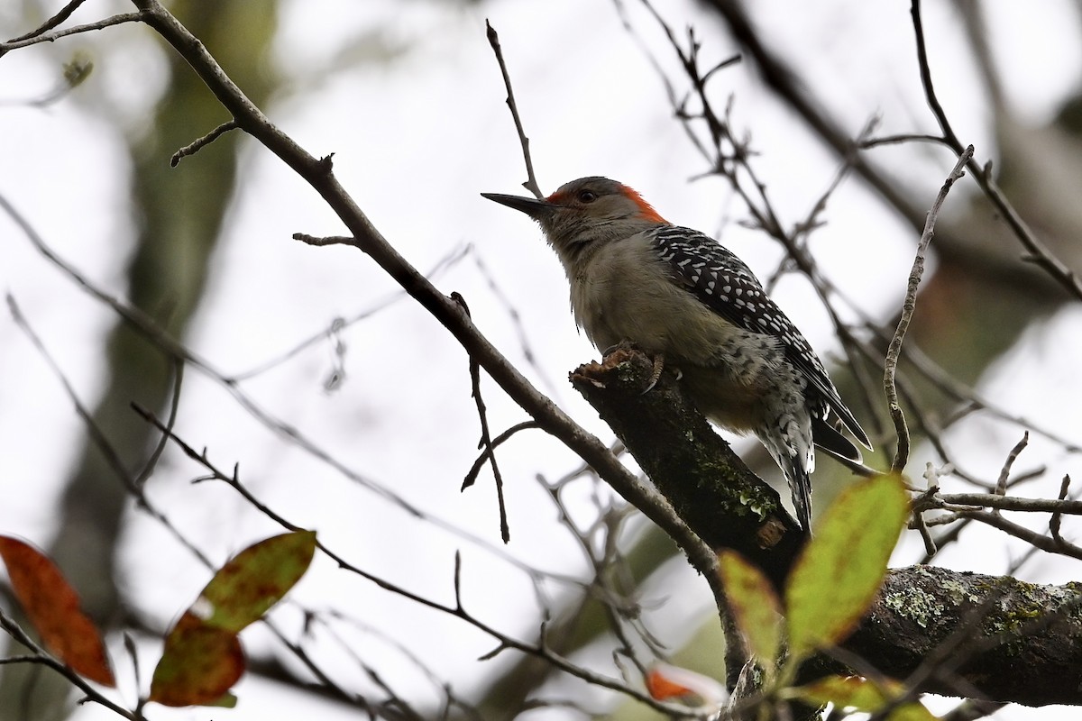 シマセゲラ - ML644223276