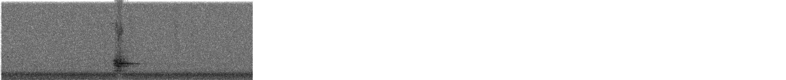 Koartza hauskara amerikarra - ML644223278