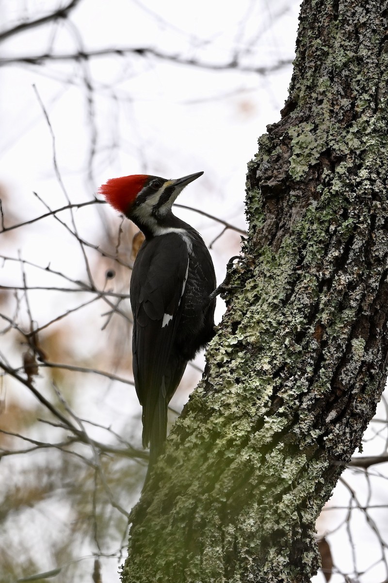 エボシクマゲラ - ML644223288