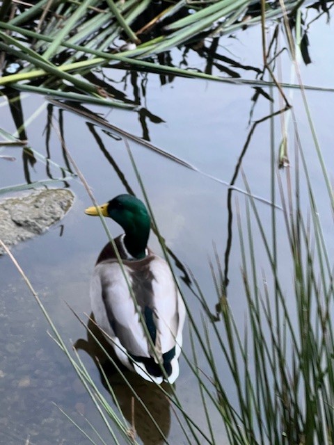 Mallard - ML644223290