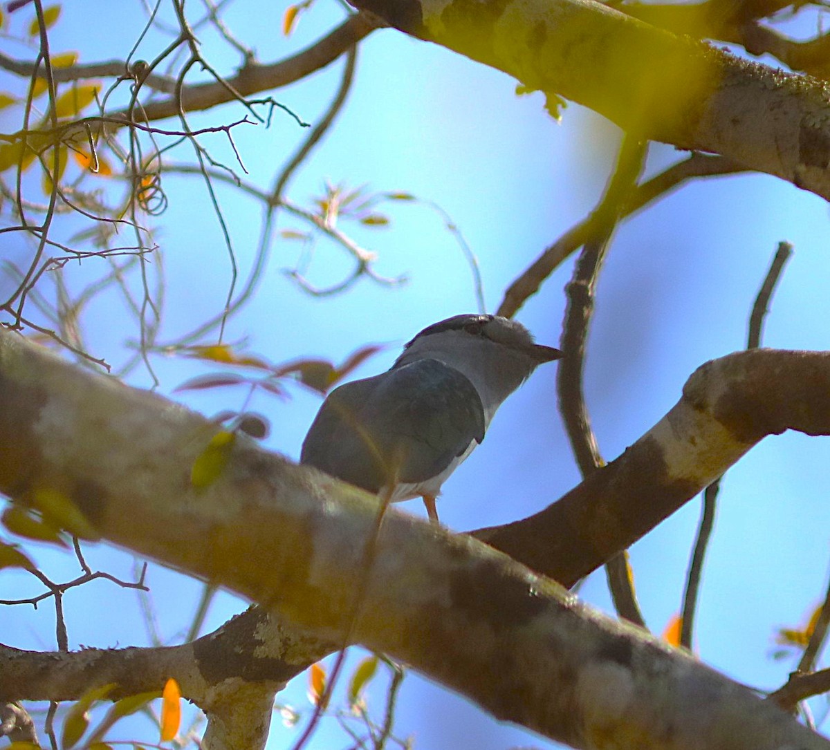 Cuckoo-roller - ML644223291