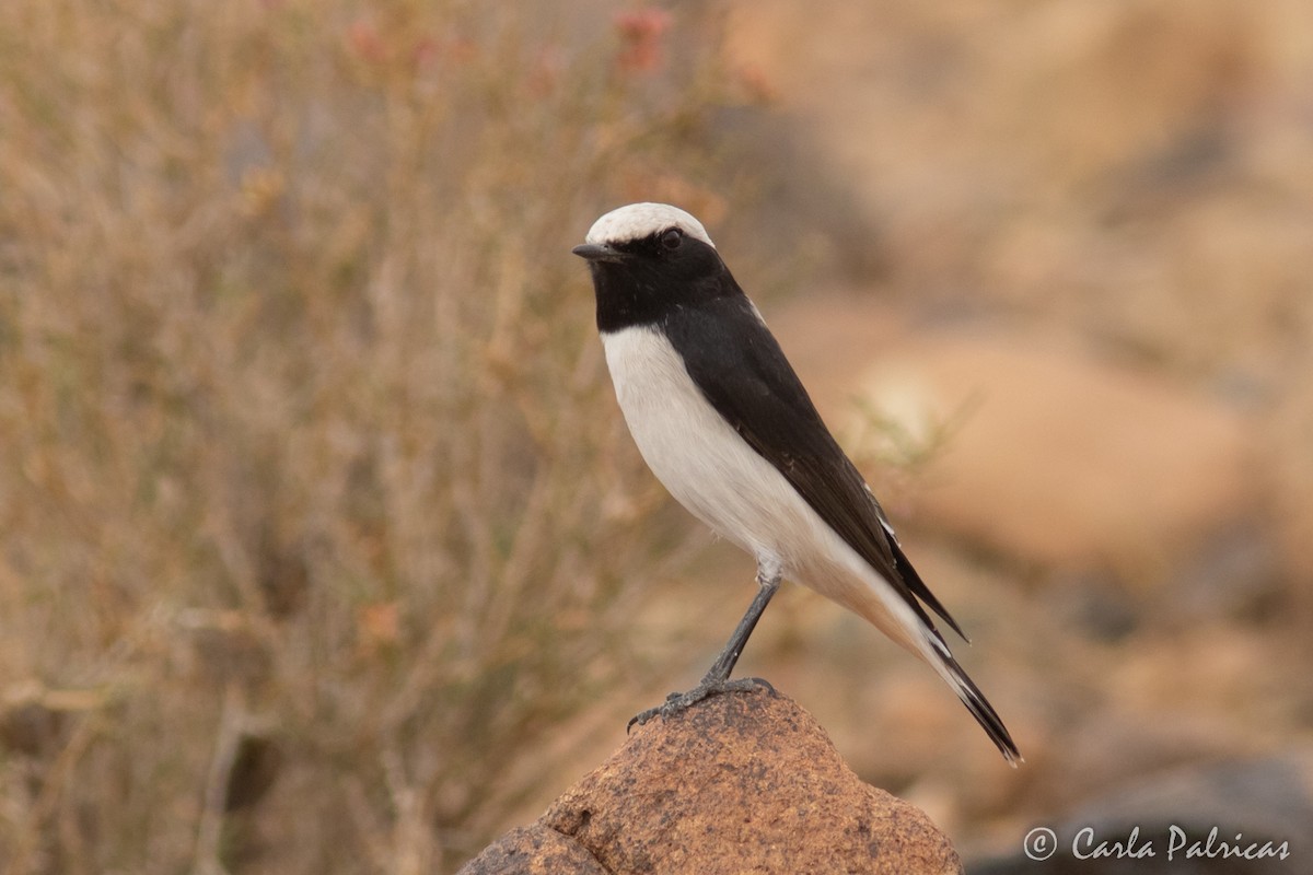 Mourning Wheatear (Maghreb) - ML644223293