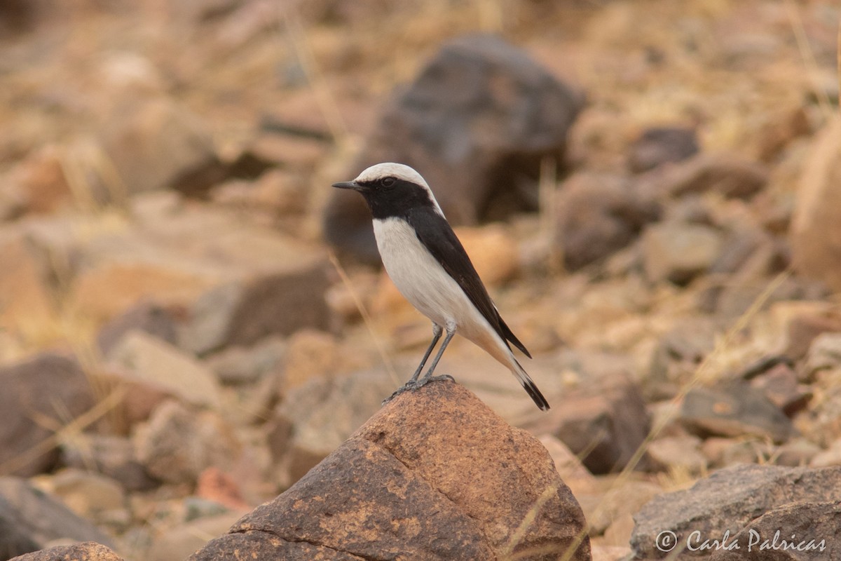 Mourning Wheatear (Maghreb) - ML644223294