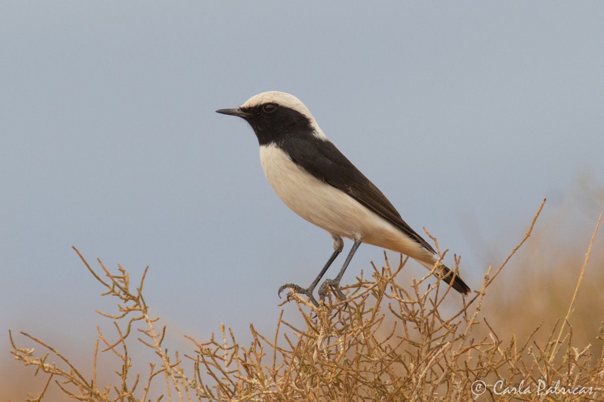 Mourning Wheatear (Maghreb) - ML644223295
