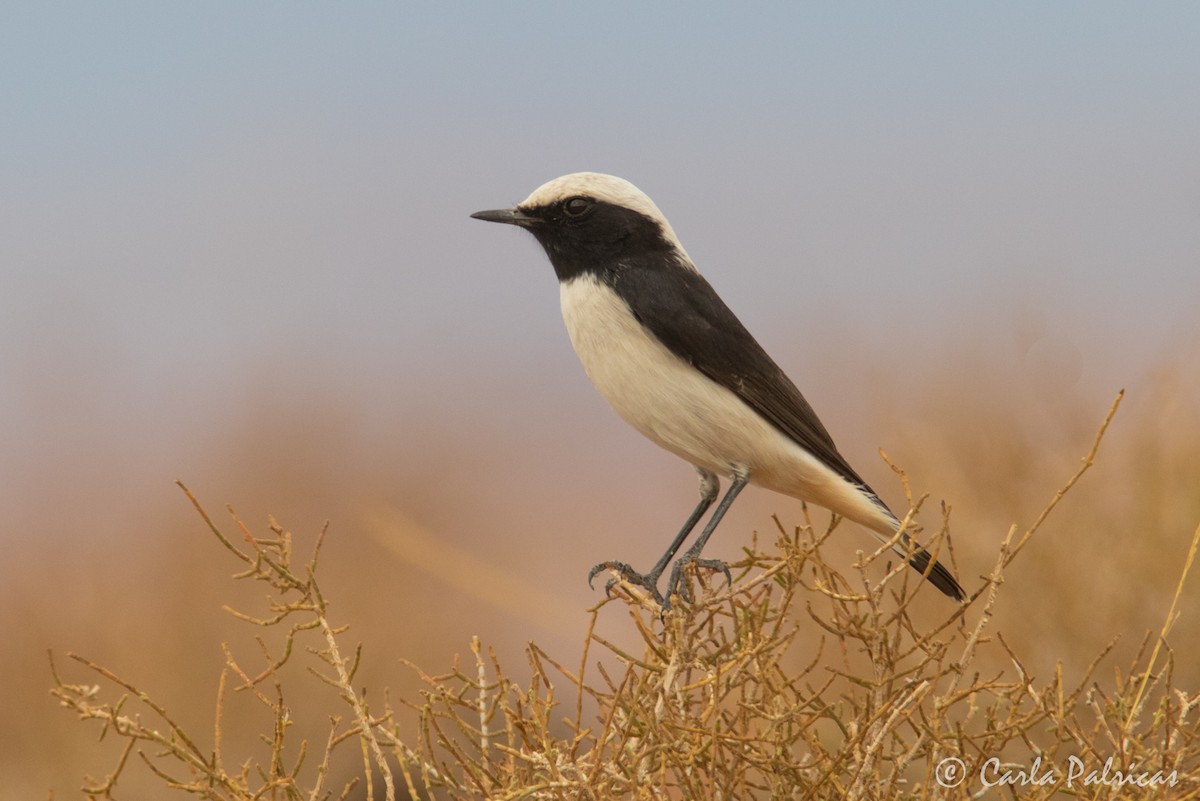 Mourning Wheatear (Maghreb) - ML644223296