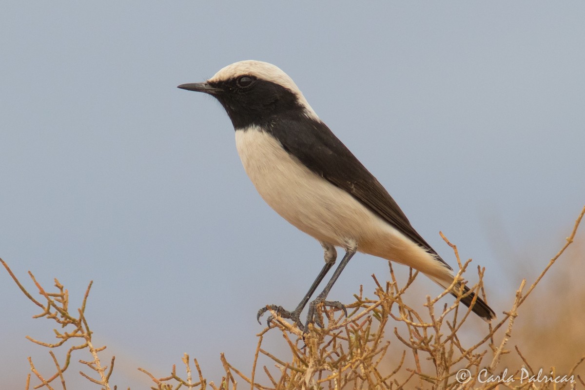 Mourning Wheatear (Maghreb) - ML644223297