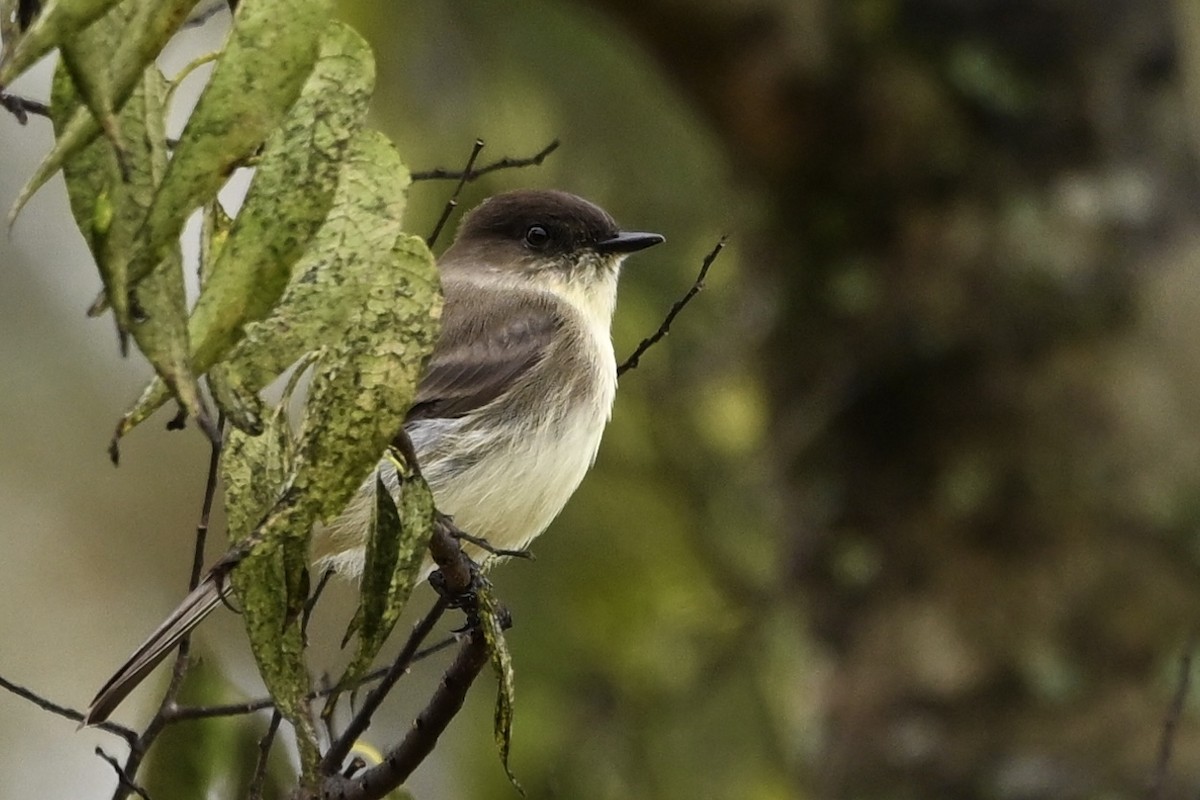 ツキヒメハエトリ - ML644223298