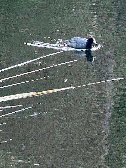 American Coot - ML644223304