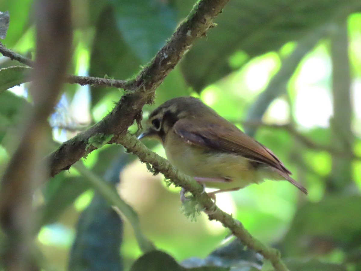 Gelbscheitel-Spatelschnabeltyrann - ML644223305