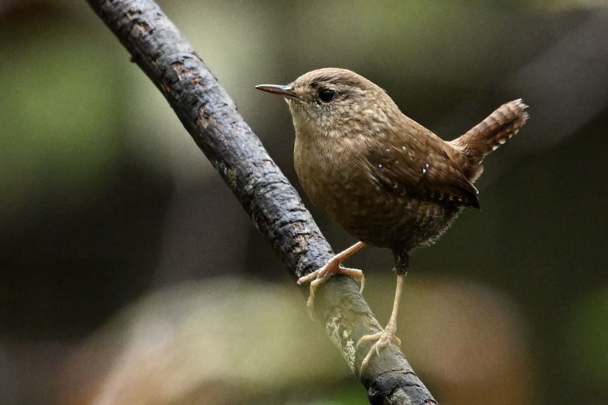 フユミソサザイ - ML644223306