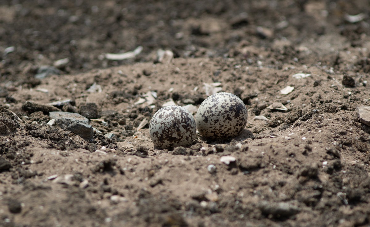 Peruvian Thick-knee - ML644223310