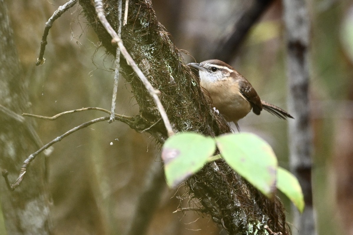 チャバラマユミソサザイ - ML644223316