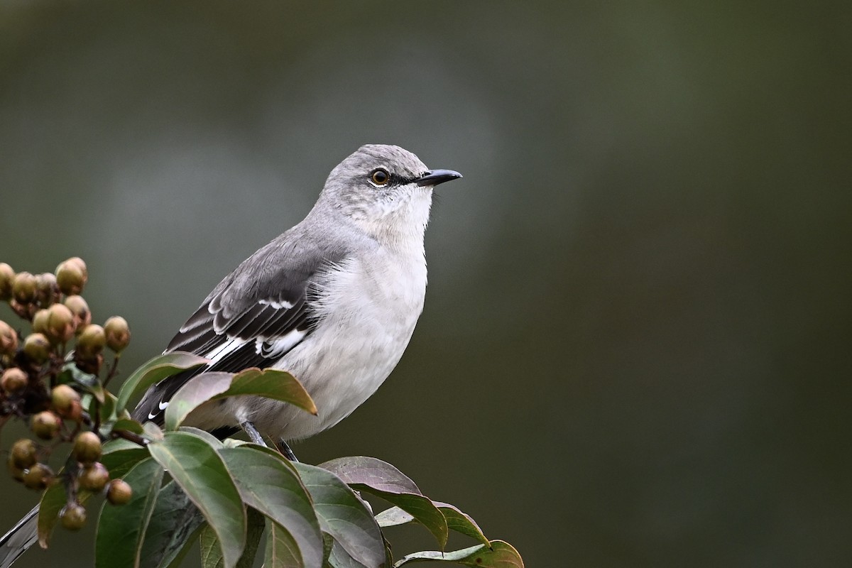 マネシツグミ - ML644223321