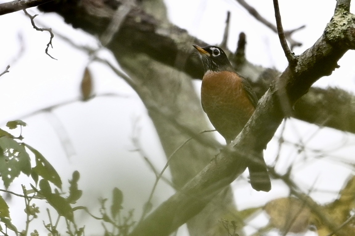 コマツグミ - ML644223324