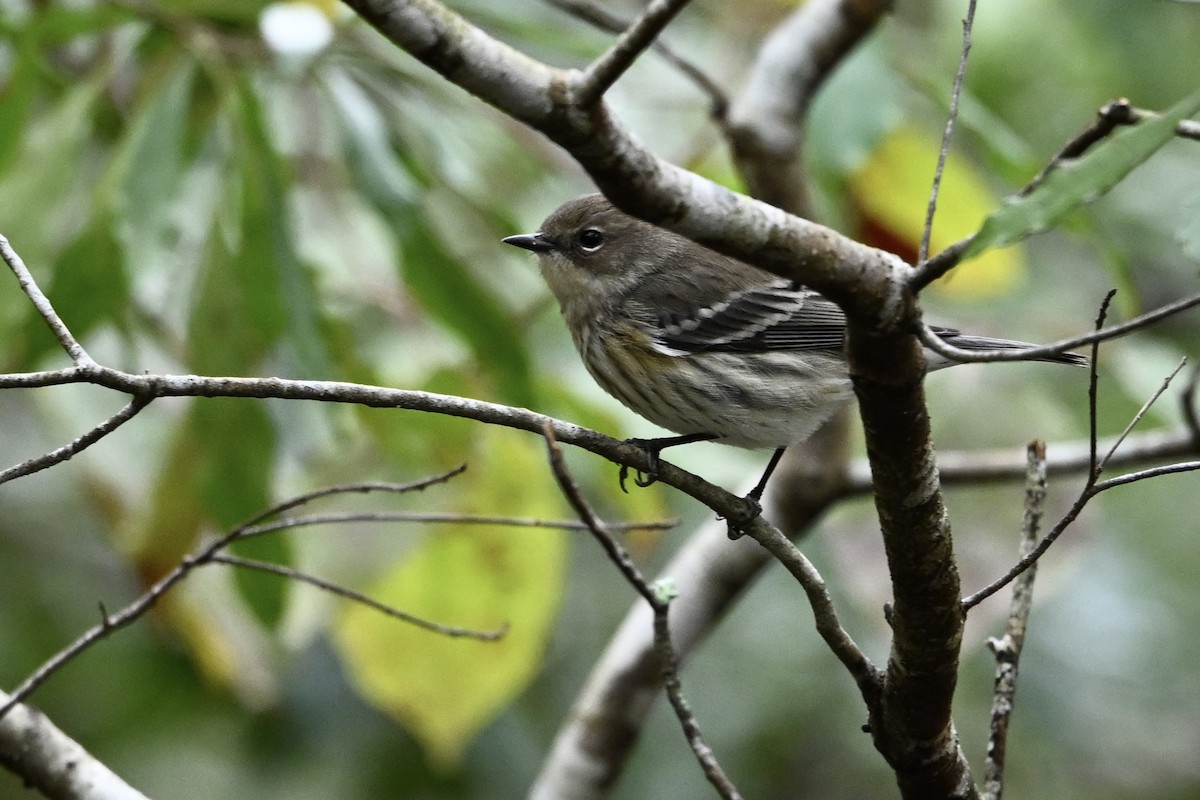 キヅタアメリカムシクイ - ML644223332