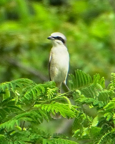 Alcaudón Schach - ML644223339