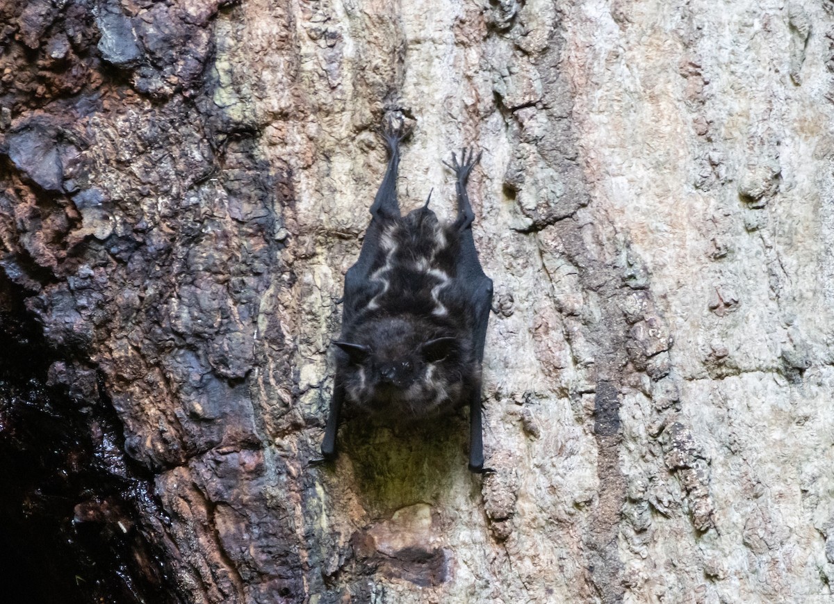 Animals - ML644223354