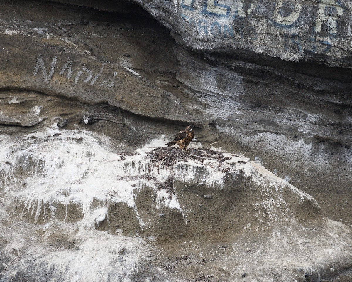 Galapagos Şahini - ML644223356