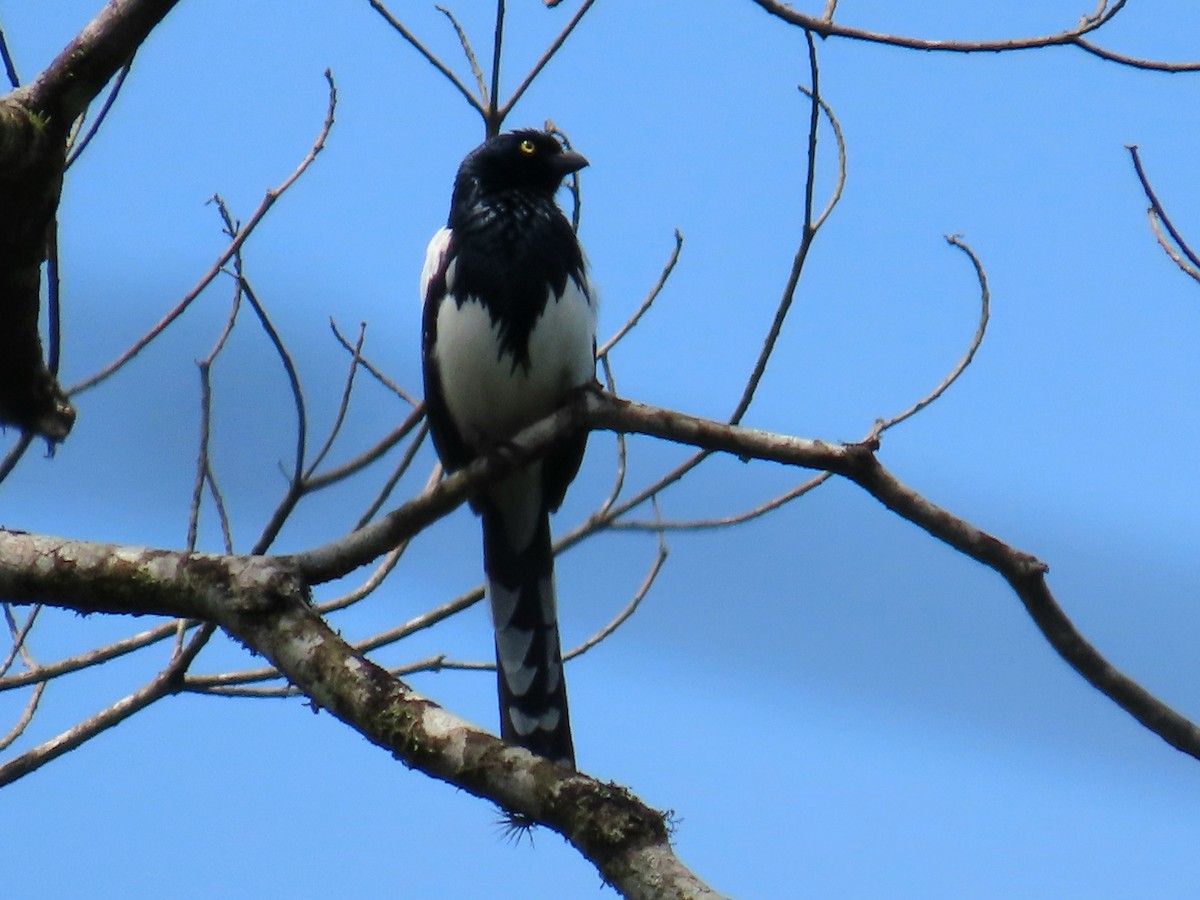 Magpie Tanager - ML644223361